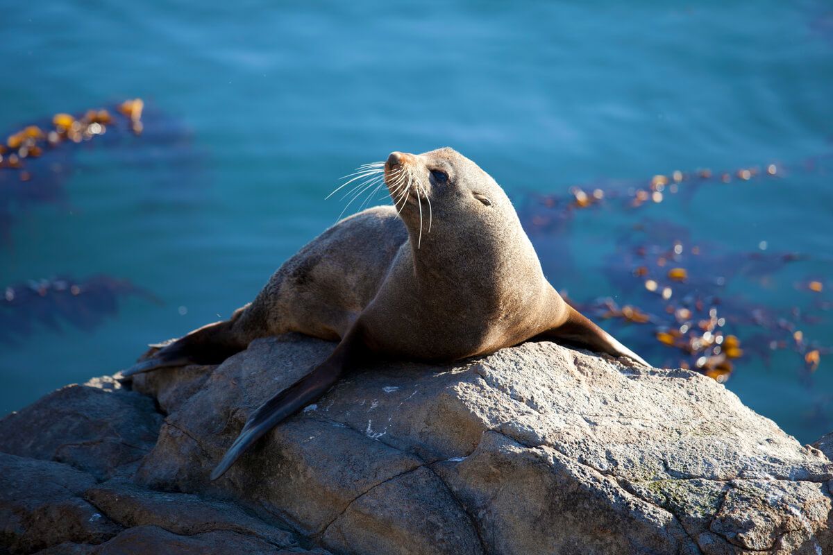 8 curiosidades interessantes sobre as focas