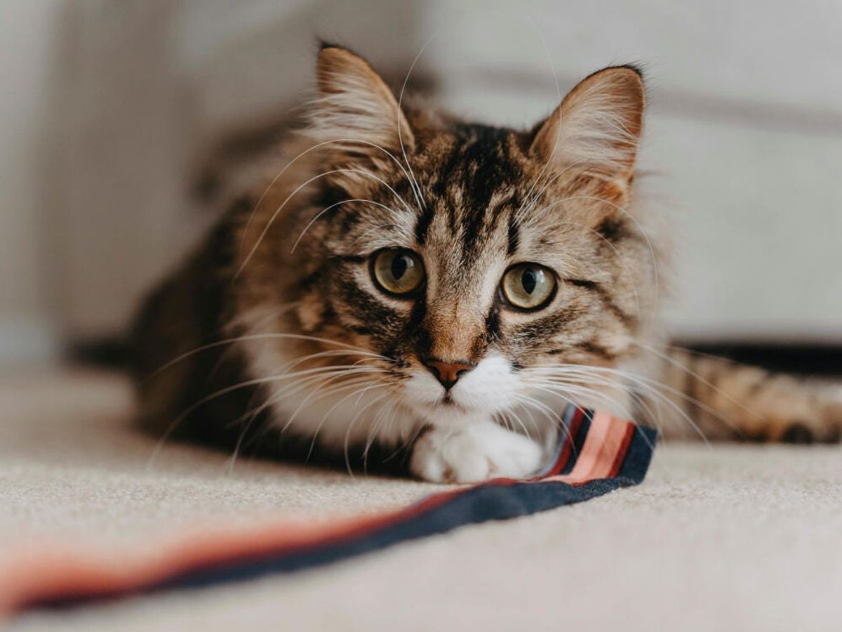 Why Do Cats Slow Blink? The Meaning Behind Cat Slow Blinking