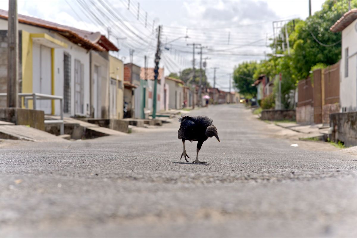 Urubus Comem Outros Urubus Mortos?