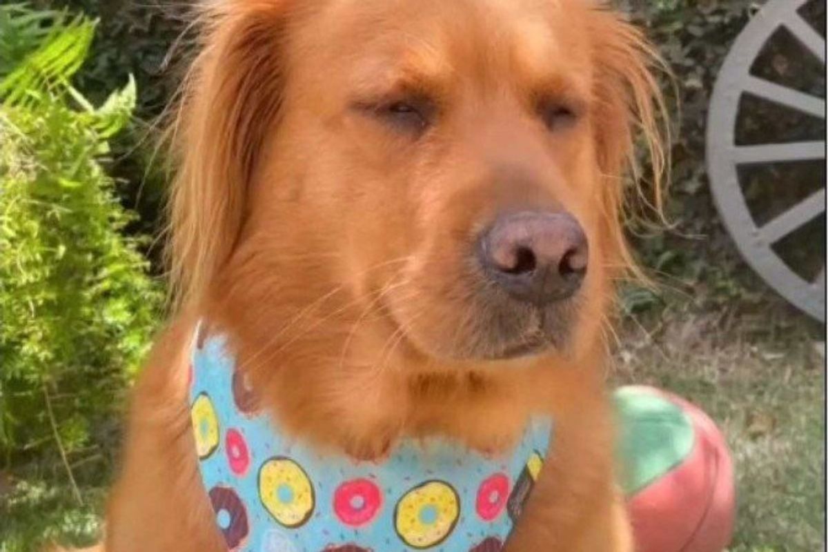 Cada espécie no seu quadrado: antropomorfizar os animais pode ser arriscado