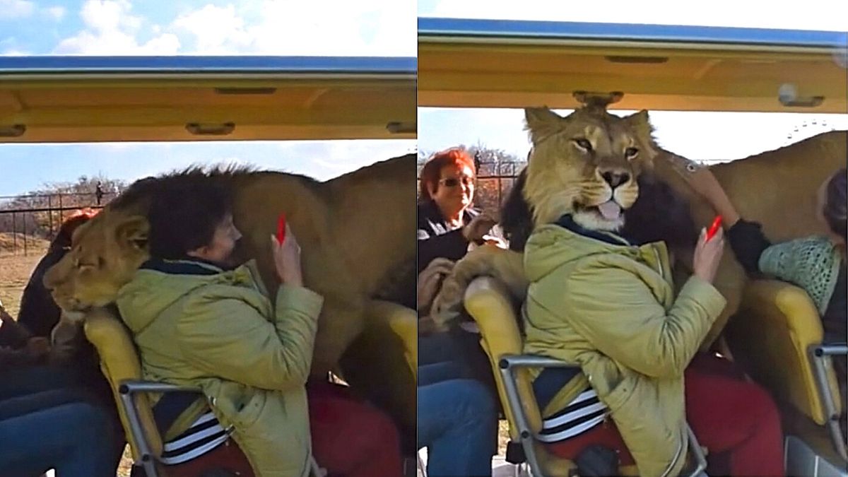 Leão entra em carro de safári e reação de turistas é filmada
