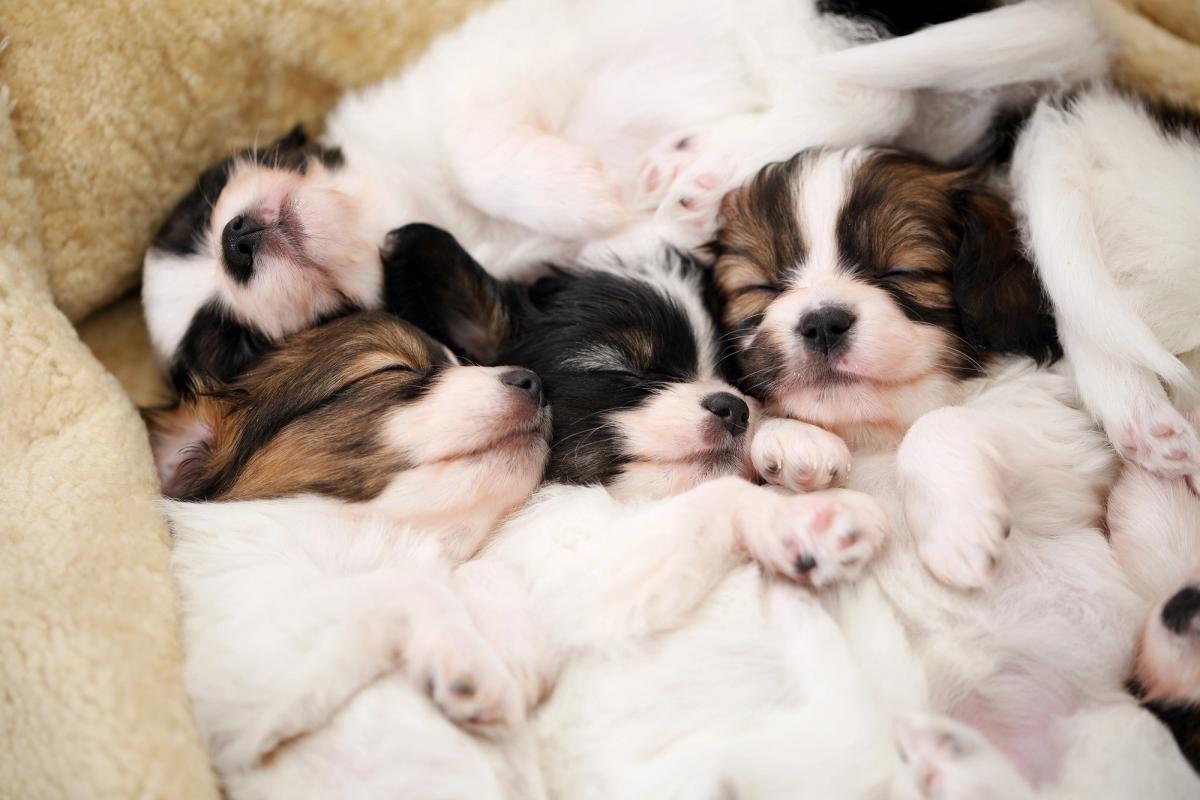 O que seu cachorro está pensando? A ciência pode ter a resposta