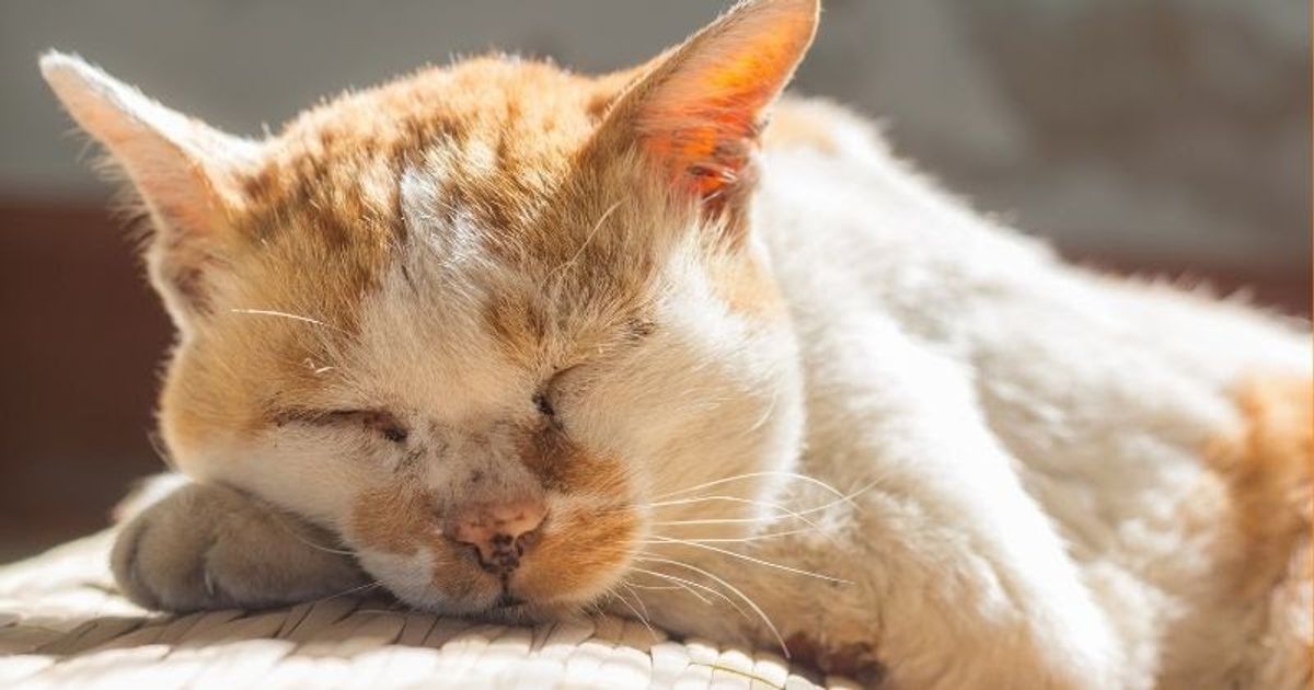 Meu gato dorme muito: quantas horas são normais e quando investigar