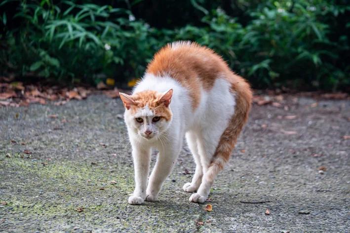 Saiba por que o seu gato fica arrepiado
