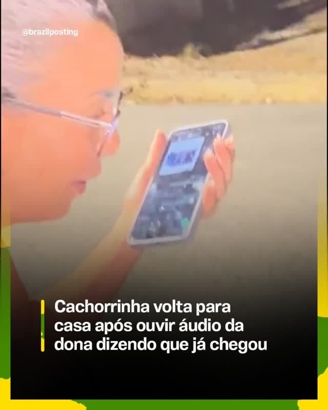 Por que o gênero "cachorro bem obediente" domina o feed brasileiro, segundo a etologia e os adestradores