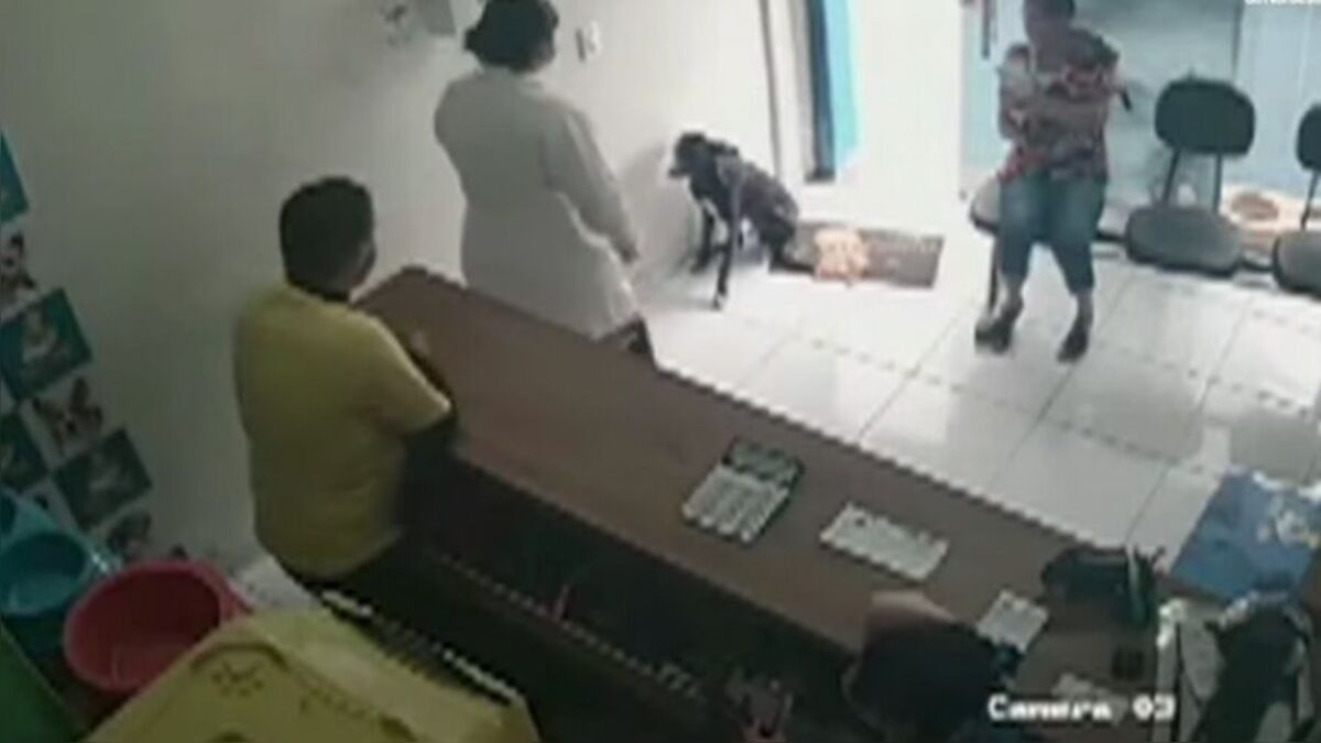 Cachorro de rua machucado entra em clínica veterinária e 