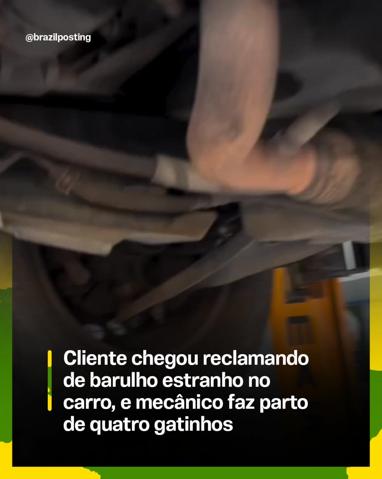 Gata pare ninhada dentro de carro em oficina e mecânico vira parteiro: por que isso acontece tanto no Brasil