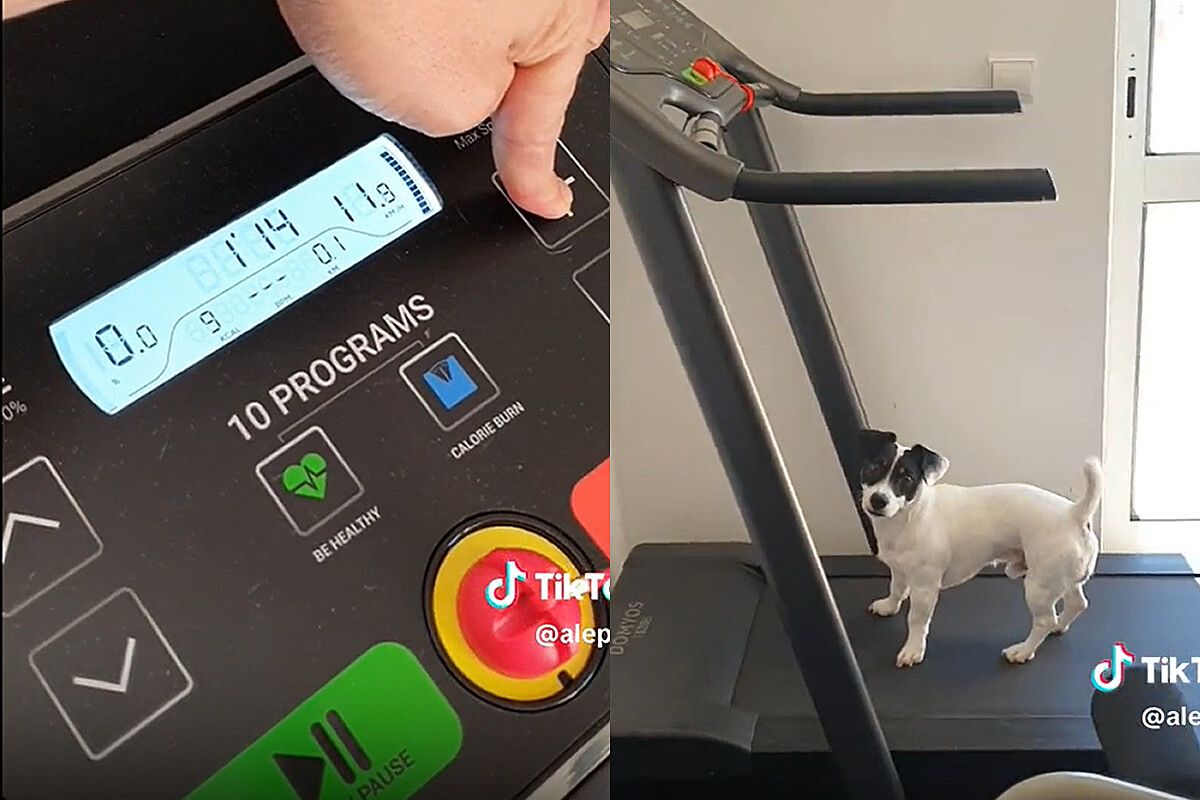 Cão que ama correr não sossega até dono acelerar esteira a altíssima velocidade