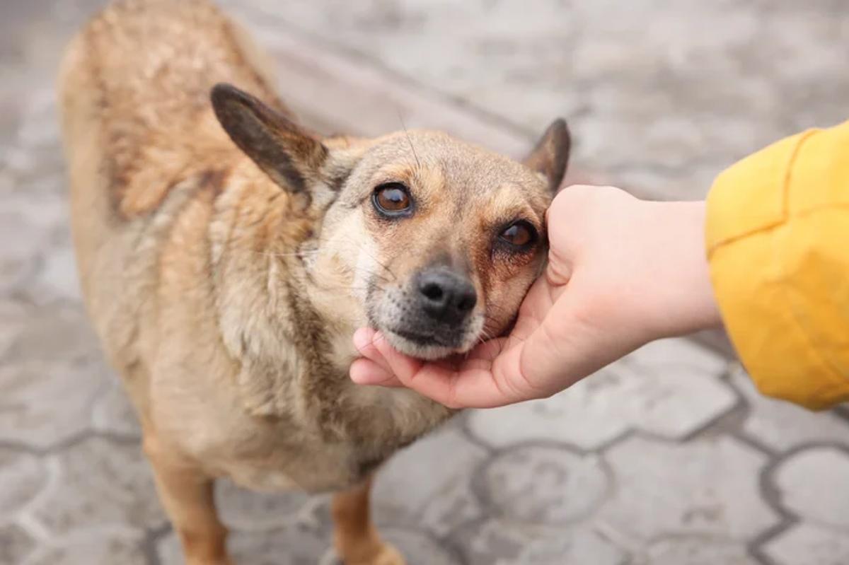 Cachorro de rua: saiba como ajudar