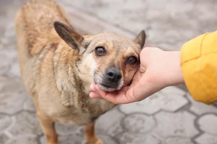 Cachorro de rua: saiba como ajudar