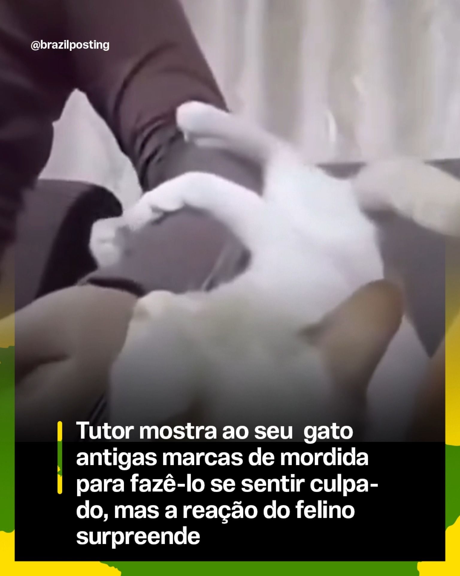 Gatos não sentem culpa de verdade, mas reagem à raiva do tutor: a ciência desvenda o mito