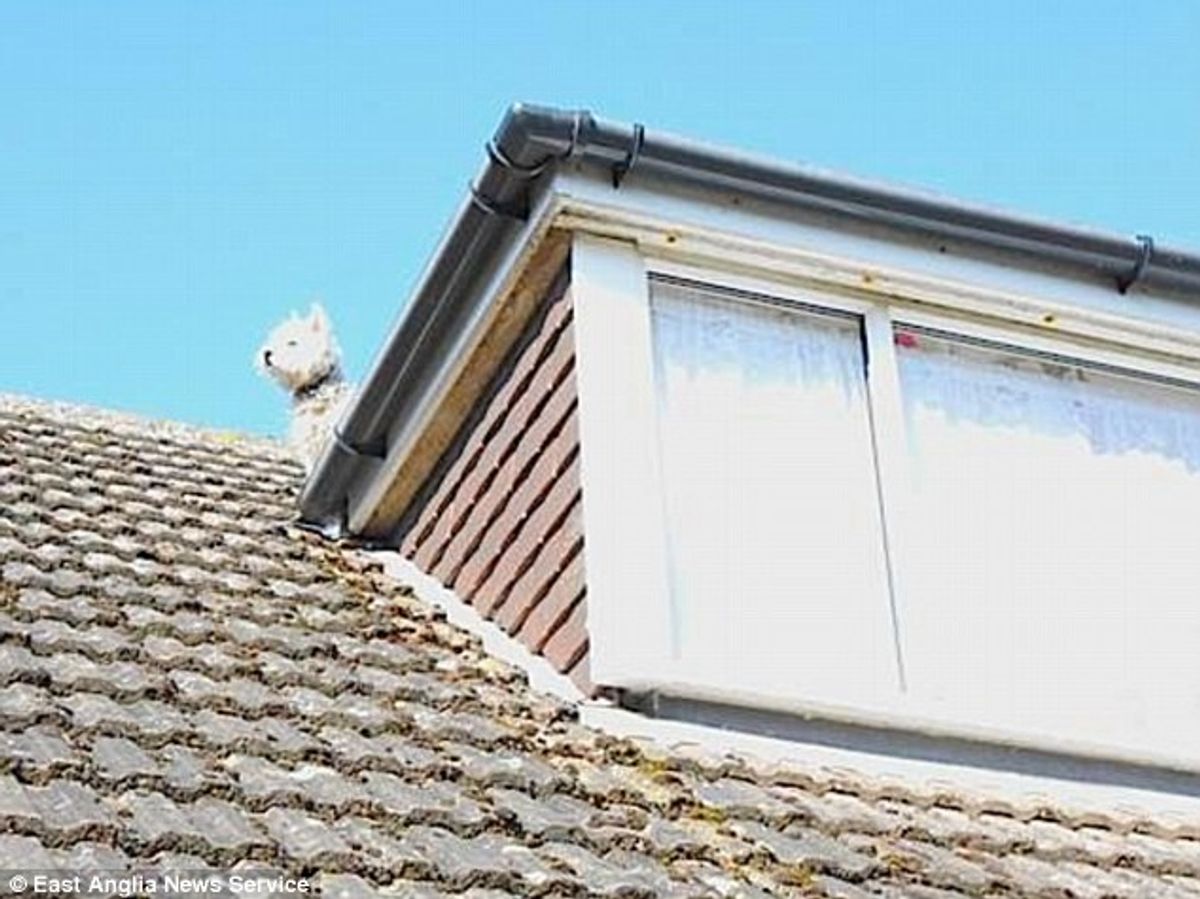 Bombeiros resgatam cão que subiu no telhado para perseguir gaivotas