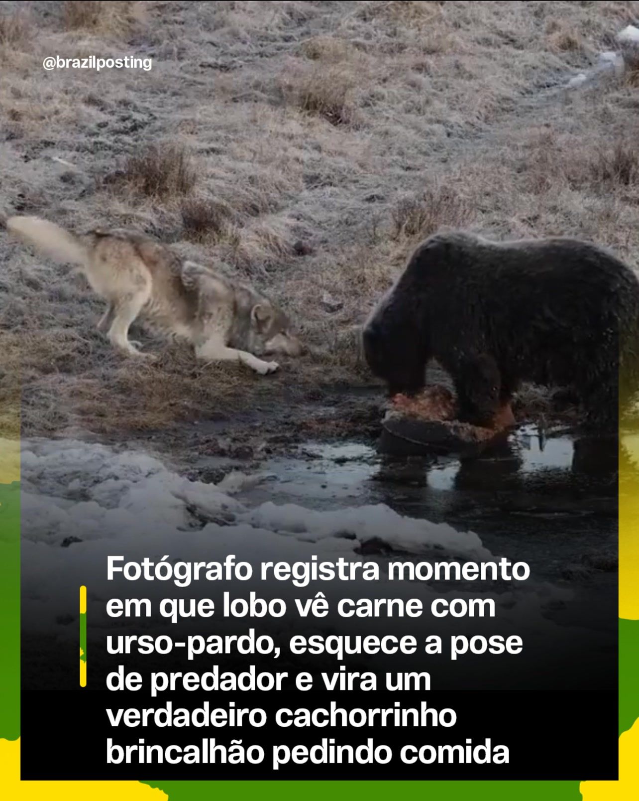 Lobo abandona a postura de predador e faz 'reverência de brincadeira' diante de grizzly em Yellowstone; entenda o registro do fotógrafo Trevor LaClair