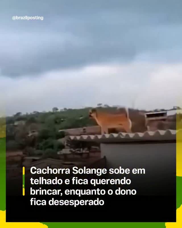 Cachorro no telhado: comportamento arteiro é mais comum do que parece