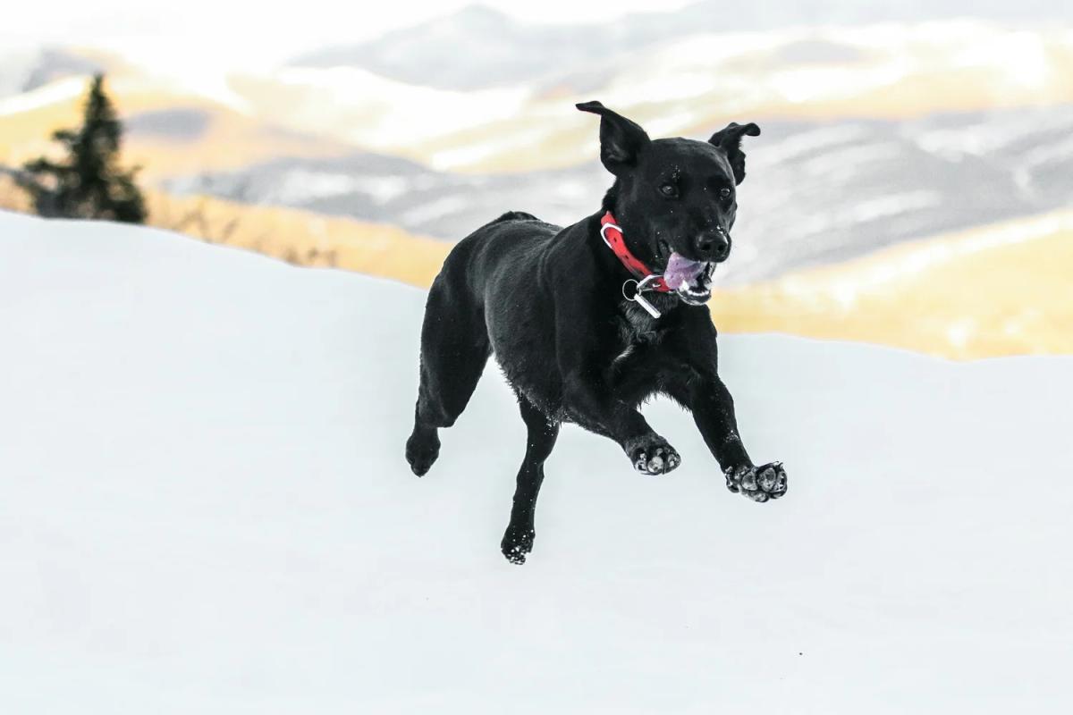 Um cachorro energético ou um cachorro excitado?