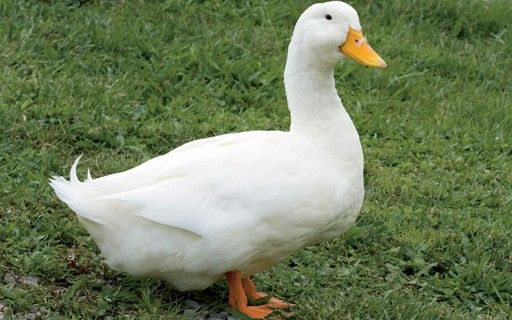 Comportamento do Marreco, Hábitos e Modo de Vida do Animal