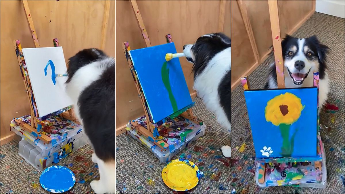 Cadela pet influencer impressiona ao pintar sem esforço flor em quadro