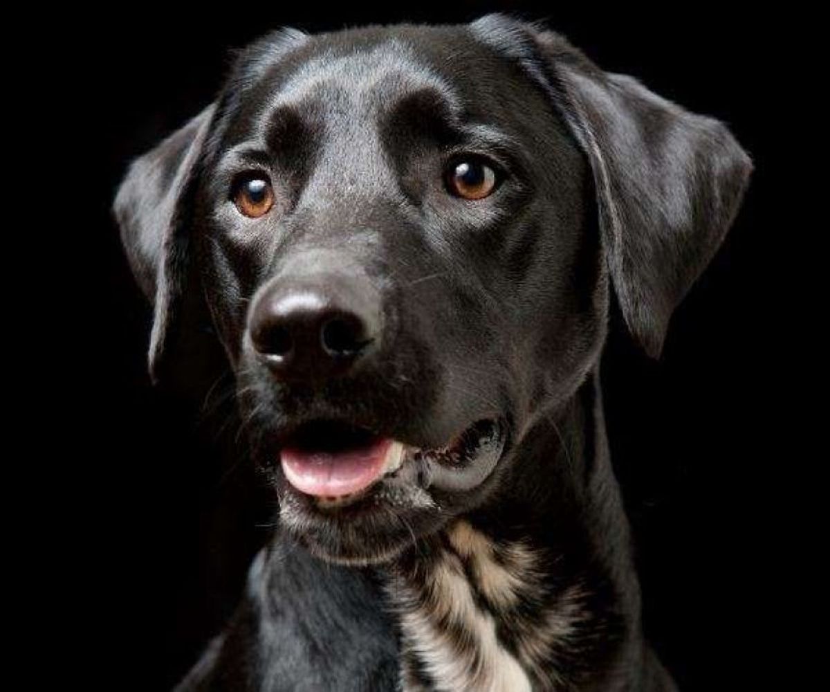 Síndrome do cachorro preto
