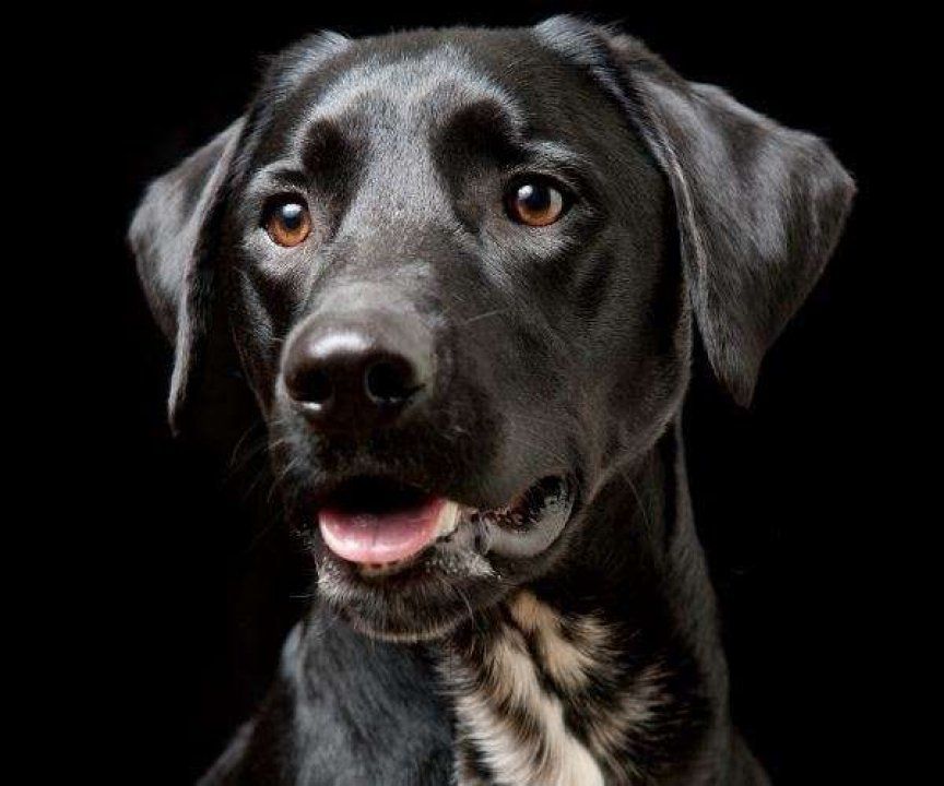Síndrome do cachorro preto