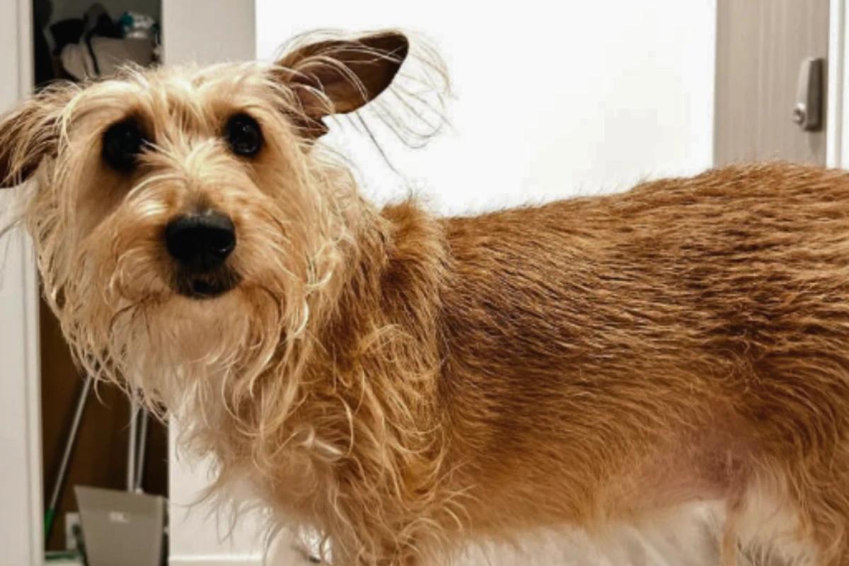 Cachorro Fiapo de Manga: o vira-lata brasileiro que conquistou a internet