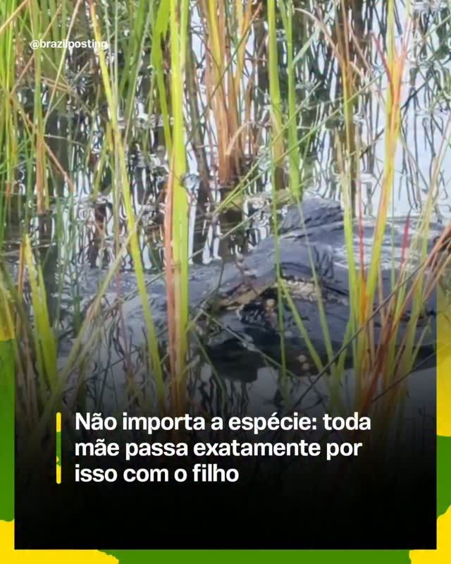 Maternidade de jacaré: quando não importa a espécie, a mãe protege o filho