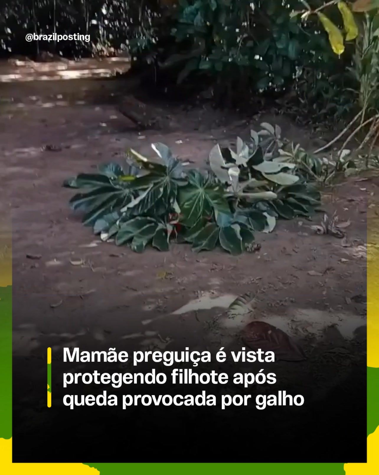Mãe preguiça protege filhote após queda de árvore: o caso real registrado em Santo André