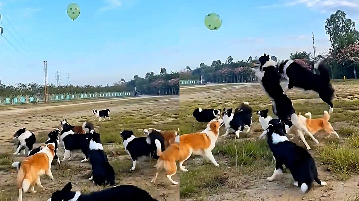 Cães brincam alegremente com balão e vídeo é a coisa mais fofa do dia