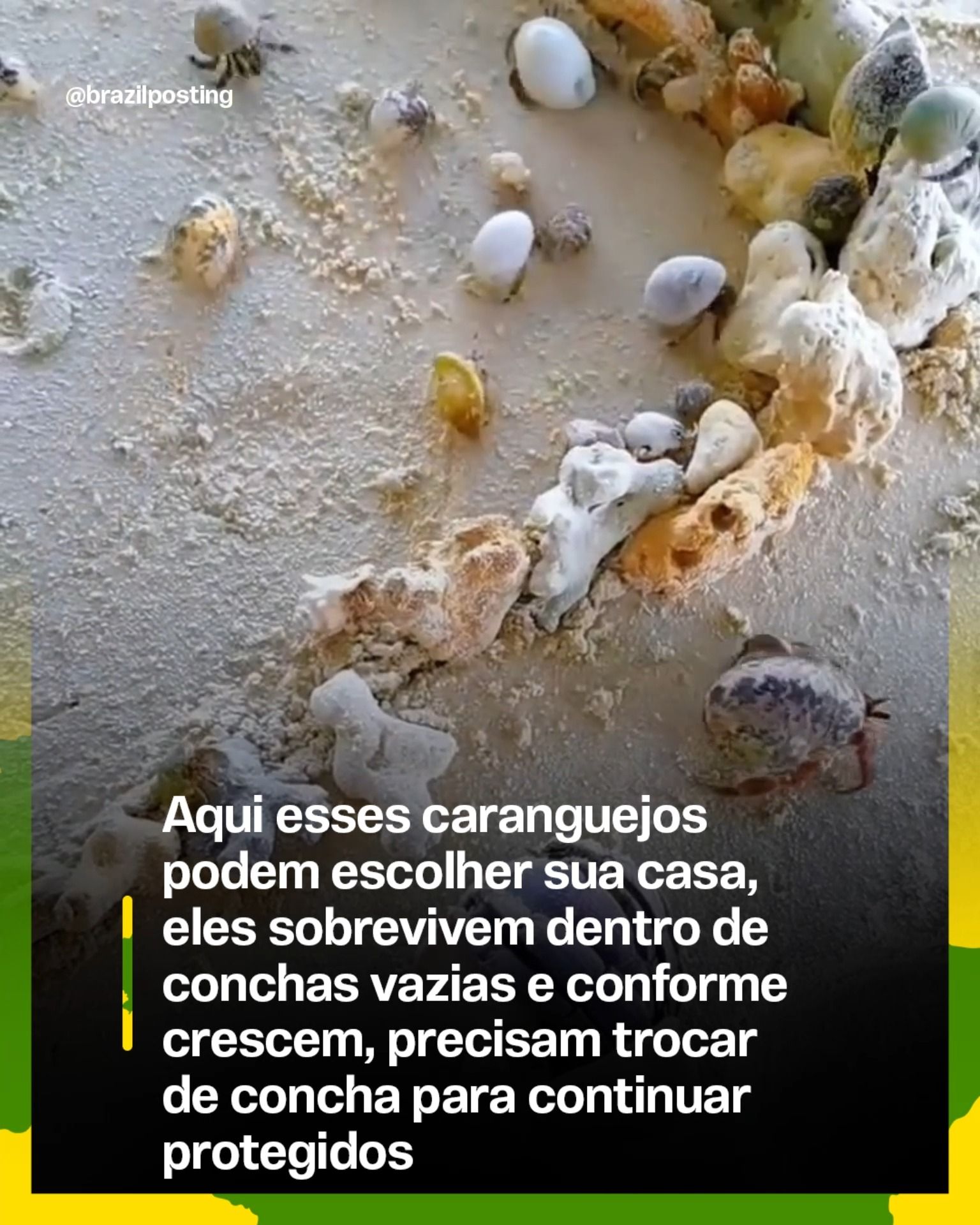 Caranguejos-eremitas escolhem concha maior conforme crescem, estratégia real de sobrevivência