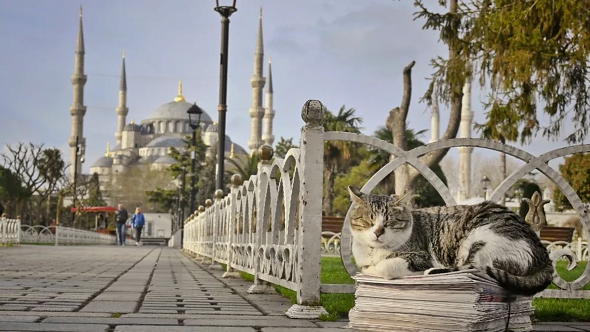 Donos da rua: descubra a cidade que abriga mais de 250 mil gatos