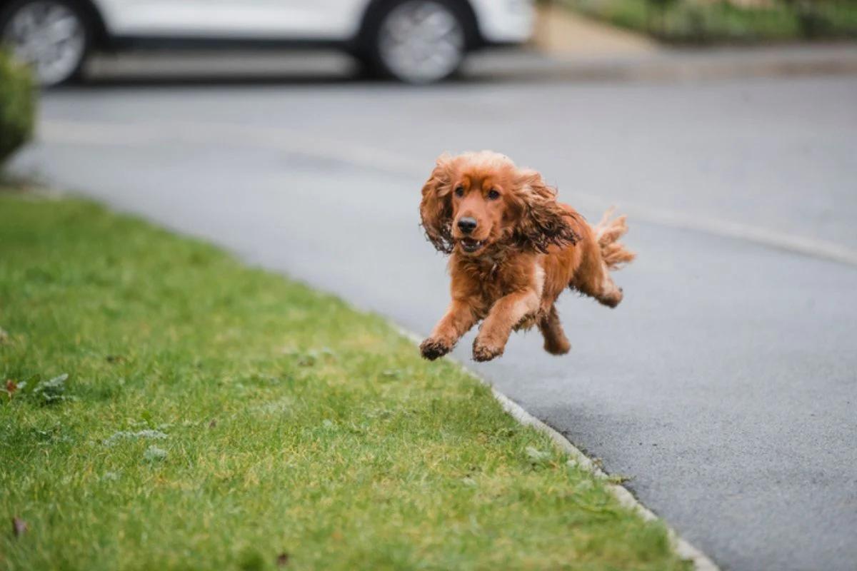 Expert revela por que os cães correm atrás de motos e bicicletas