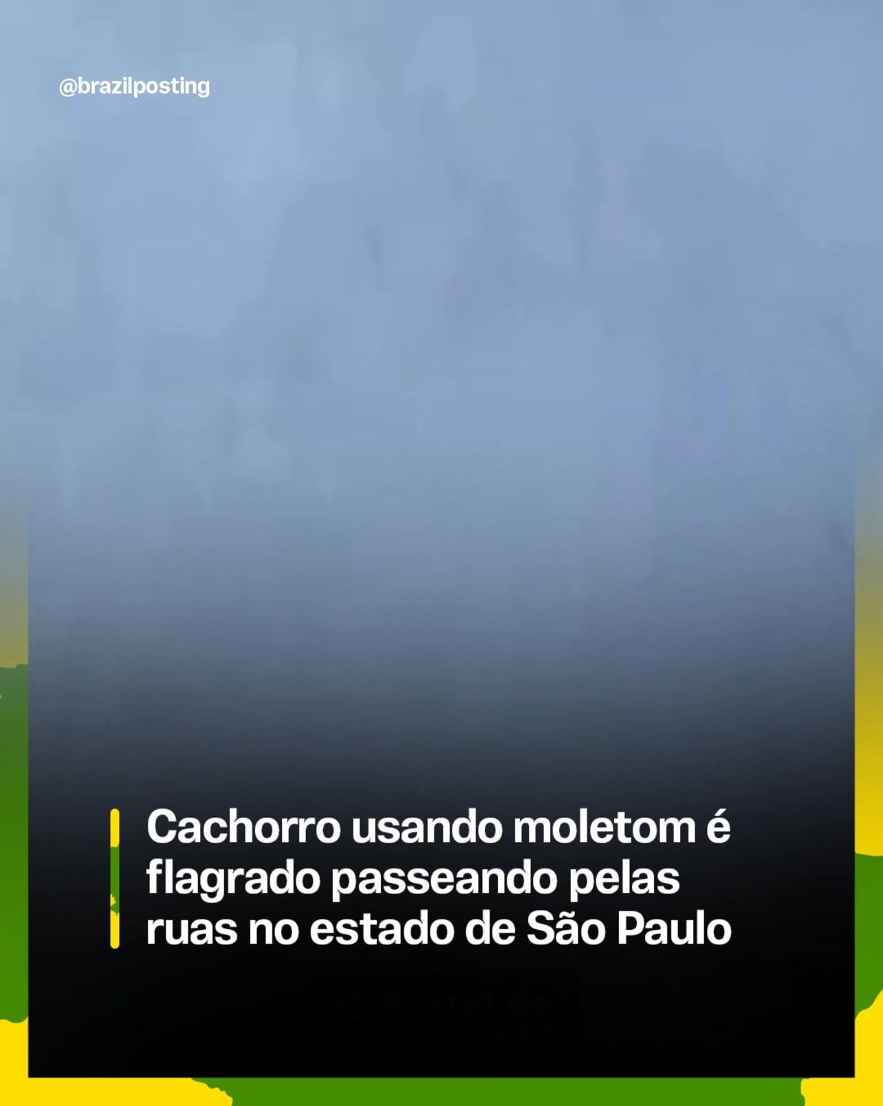 Cachorro de moletom virou cena de inverno paulista: por que tanto pet vestido nas ruas quando a temperatura cai