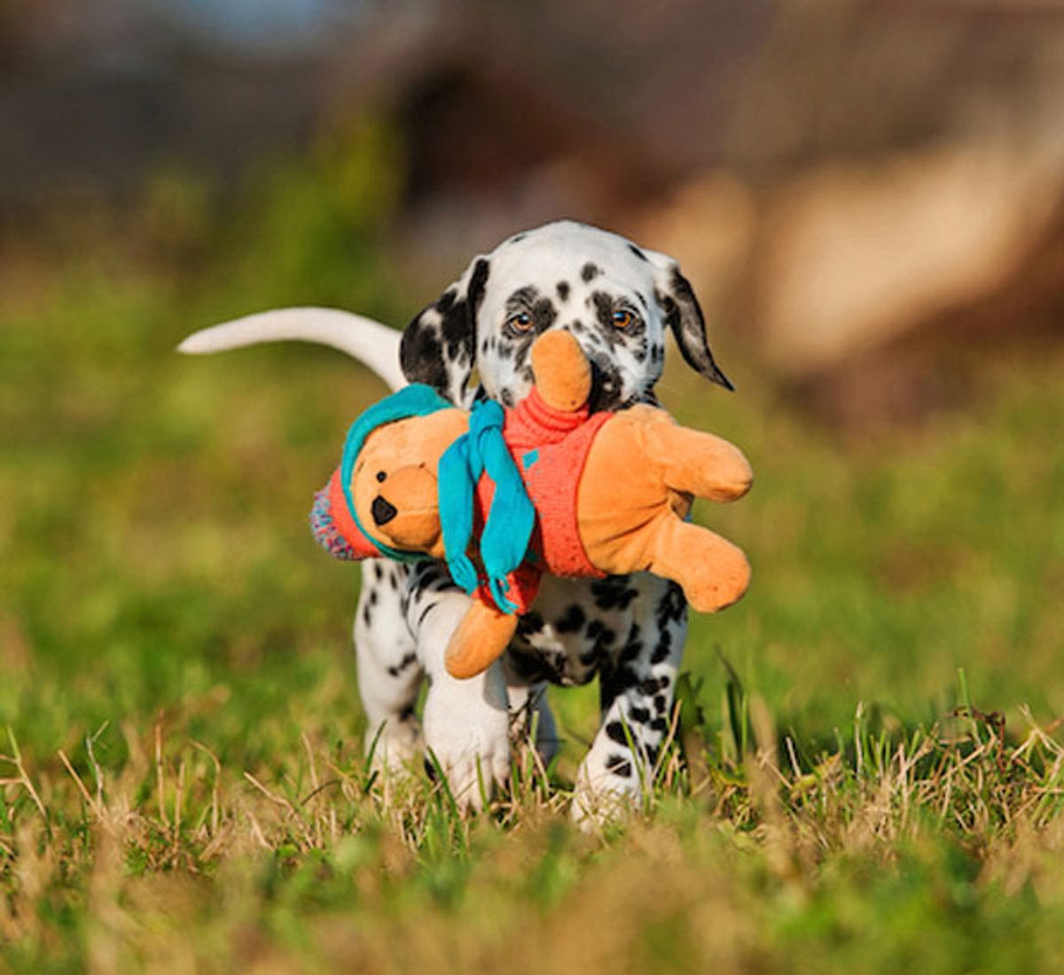 Como os cachorros escolhem seus brinquedos preferidos?