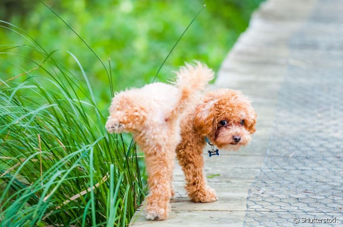 Cachorro marcando território: como evitar o comportamento?