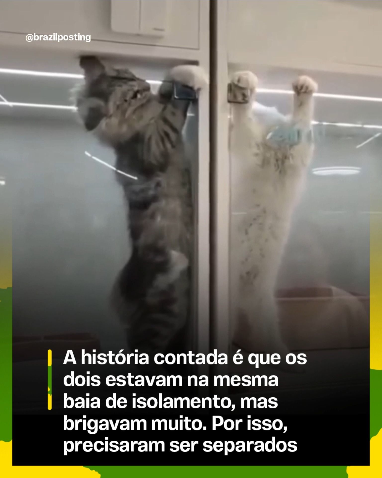 Gatos separados brigam pela fresta da porta: fenômeno de comportamento felino em isolamento