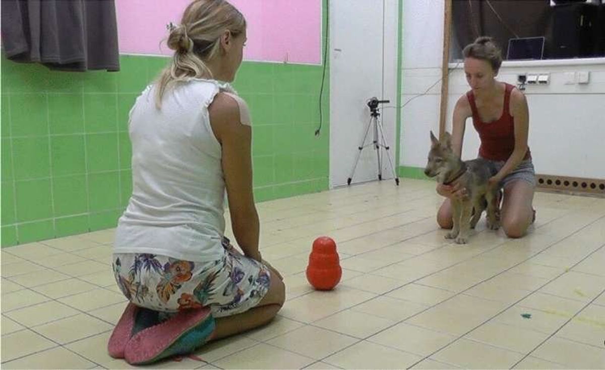 Cãezinhos tendem a imitar ações humanas espontaneamente
