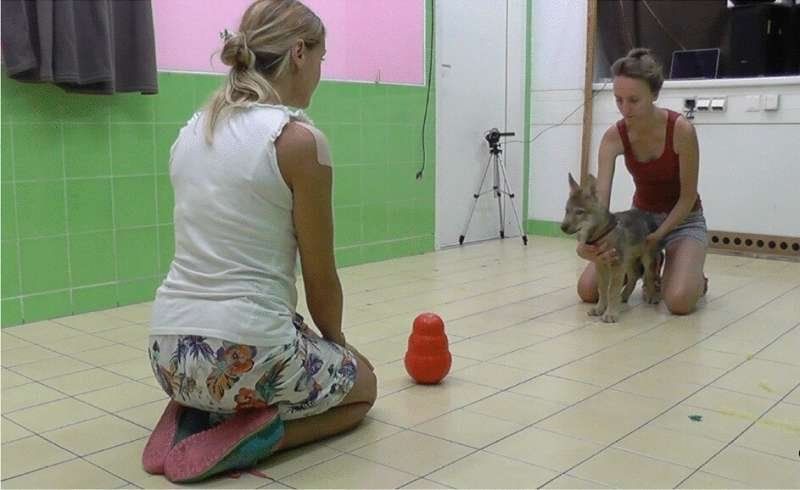 Cãezinhos tendem a imitar ações humanas espontaneamente