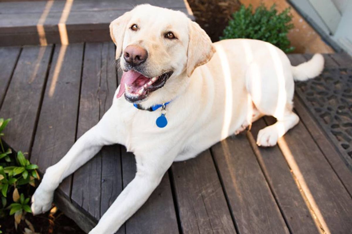 10 curiosidades incríveis sobre os cães da raça labrador