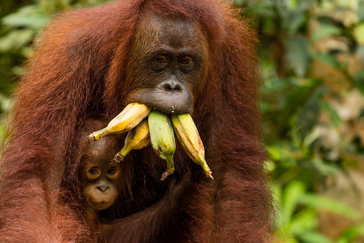 No Dia Mundial do Macaco, uma pergunta: os macacos realmente comem bananas na natureza?