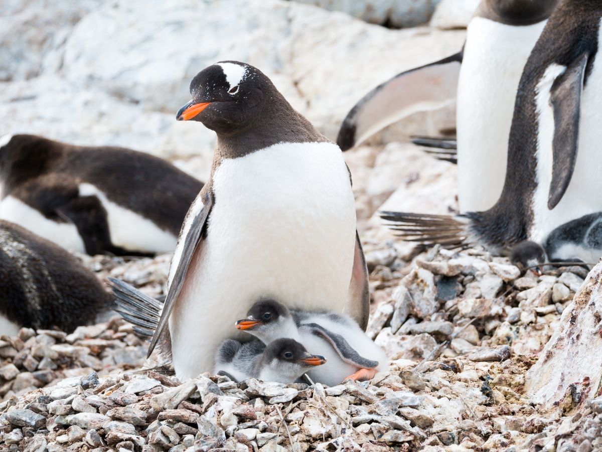 Cuidado parental - como os animais cuidam de seus filhotes