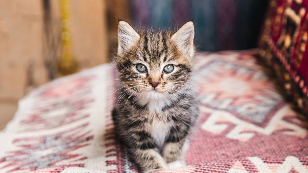 O que significa quando o gato pisca lentamente para você