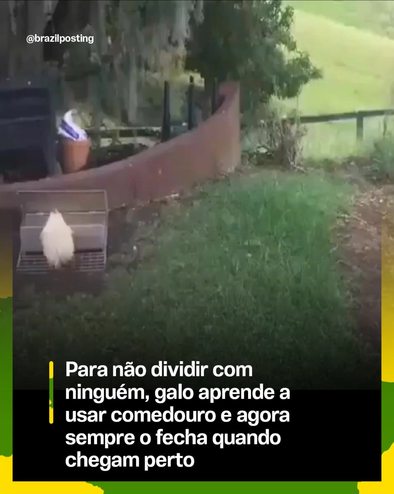 Galo que fecha o comedouro pra não dividir com as galinhas tem respaldo da ciência: aves são mais espertas do que se imagina