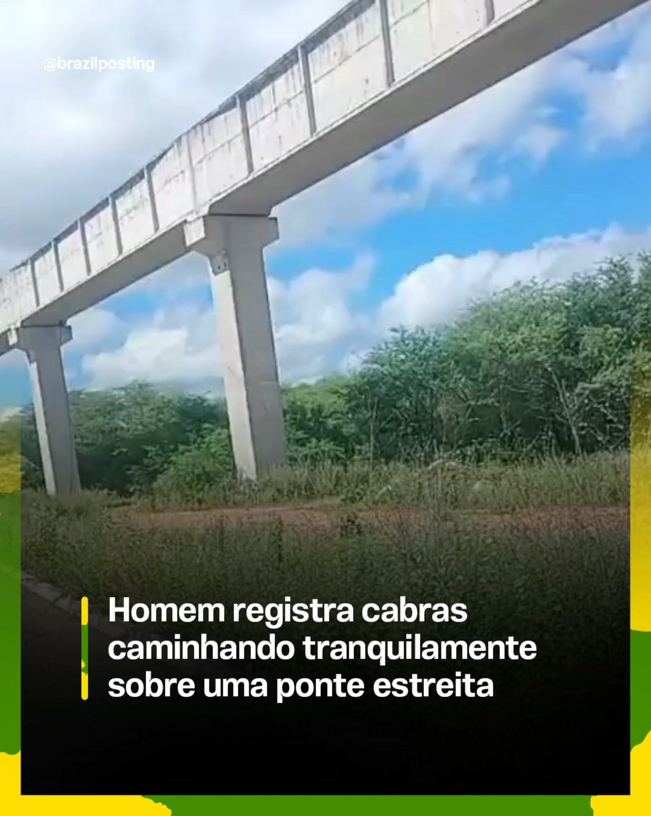 Cabras escalam pontes incríveis: A anatomia dos cascos que permite o feito