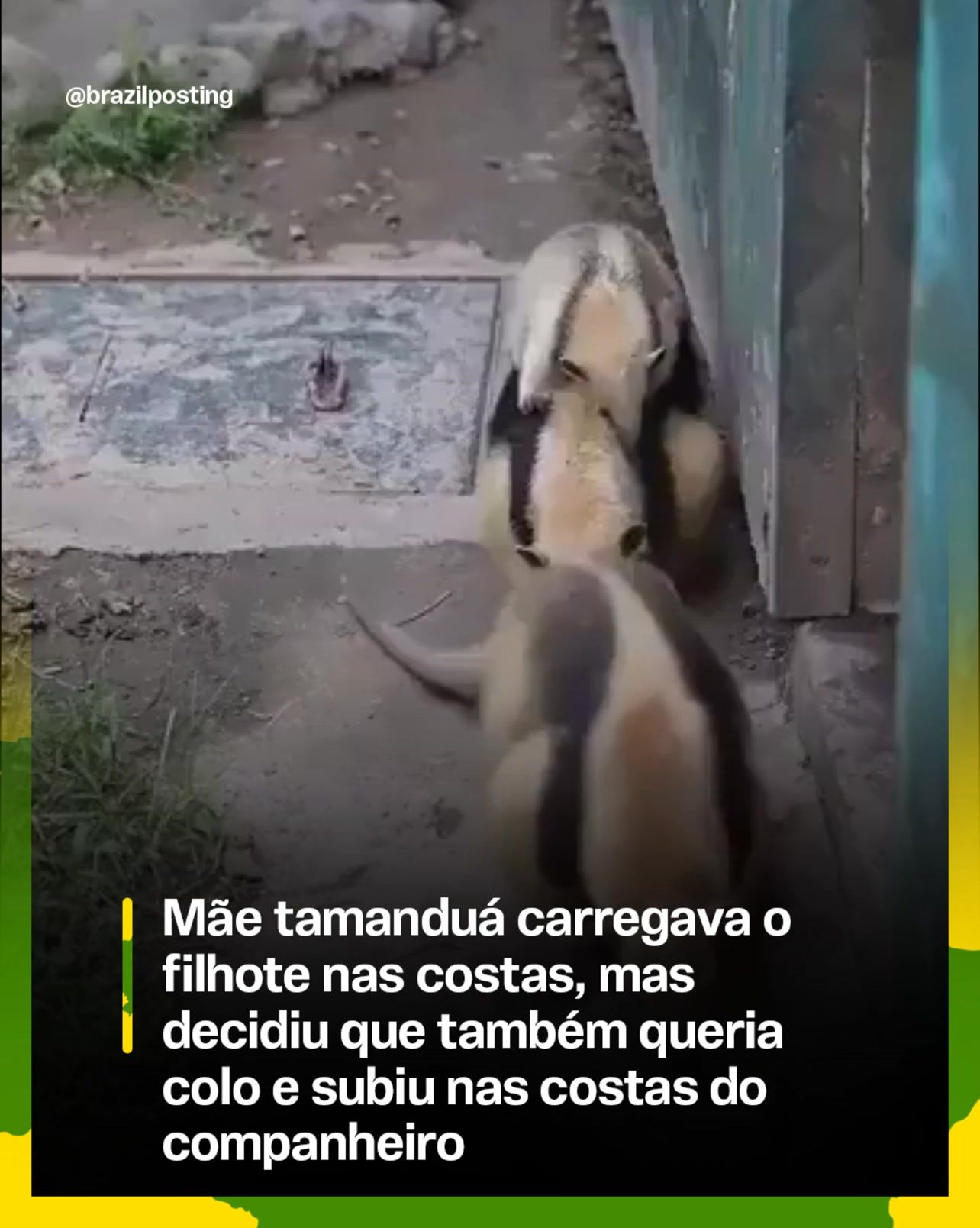 Mãe tamanduá-bandeira carregando o filhote nas costas é cena real e tem explicação científica (mas casal junto é coisa de cativeiro)