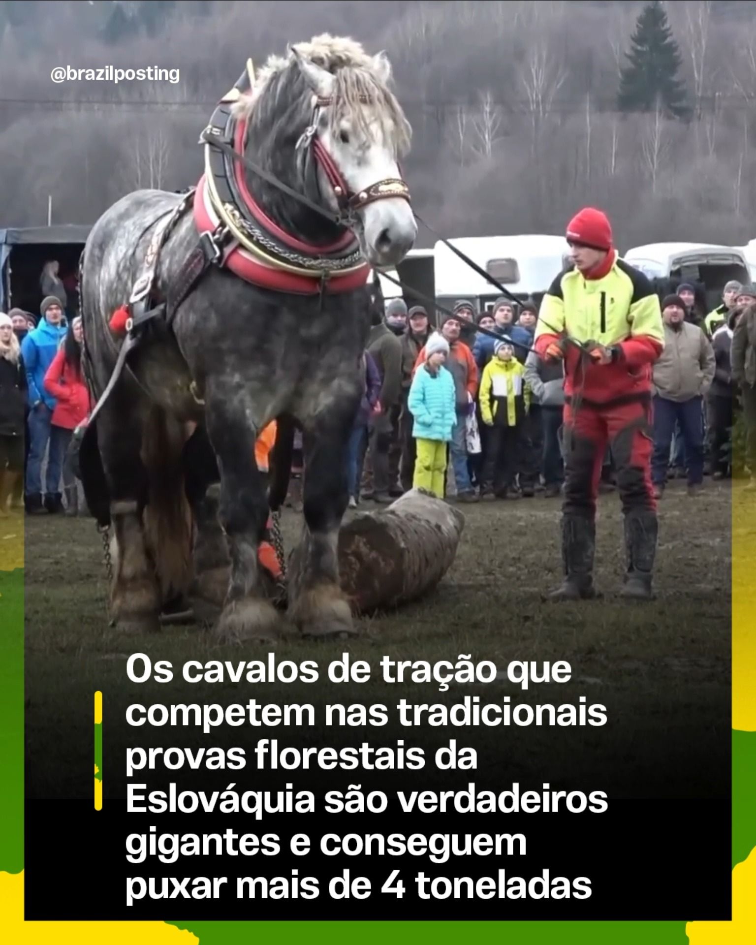 Os gigantes de 1.100 kg que puxam mais de 4 toneladas: entenda a tradição dos cavalos de tração nas provas florestais da Eslováquia