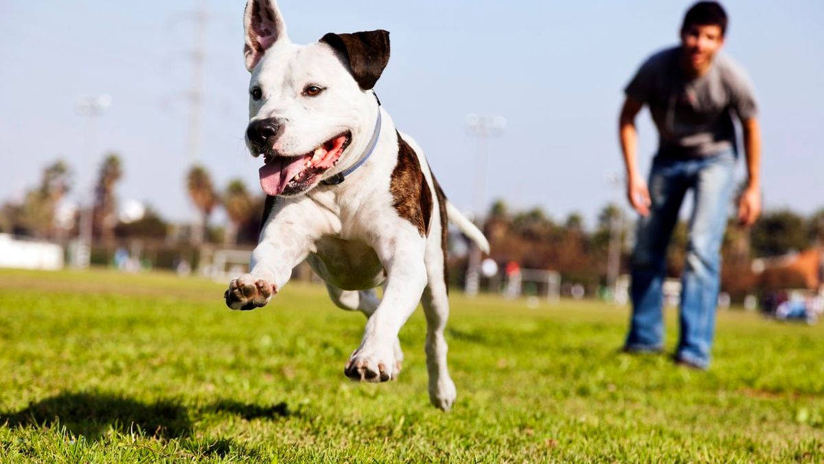 O que significa quando seu cachorro traz seu brinquedo favorito, de acordo com especialistas