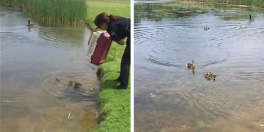 Cop Takes 10 Orphaned Ducklings To A Pond And The Most Amazing Thing Happens