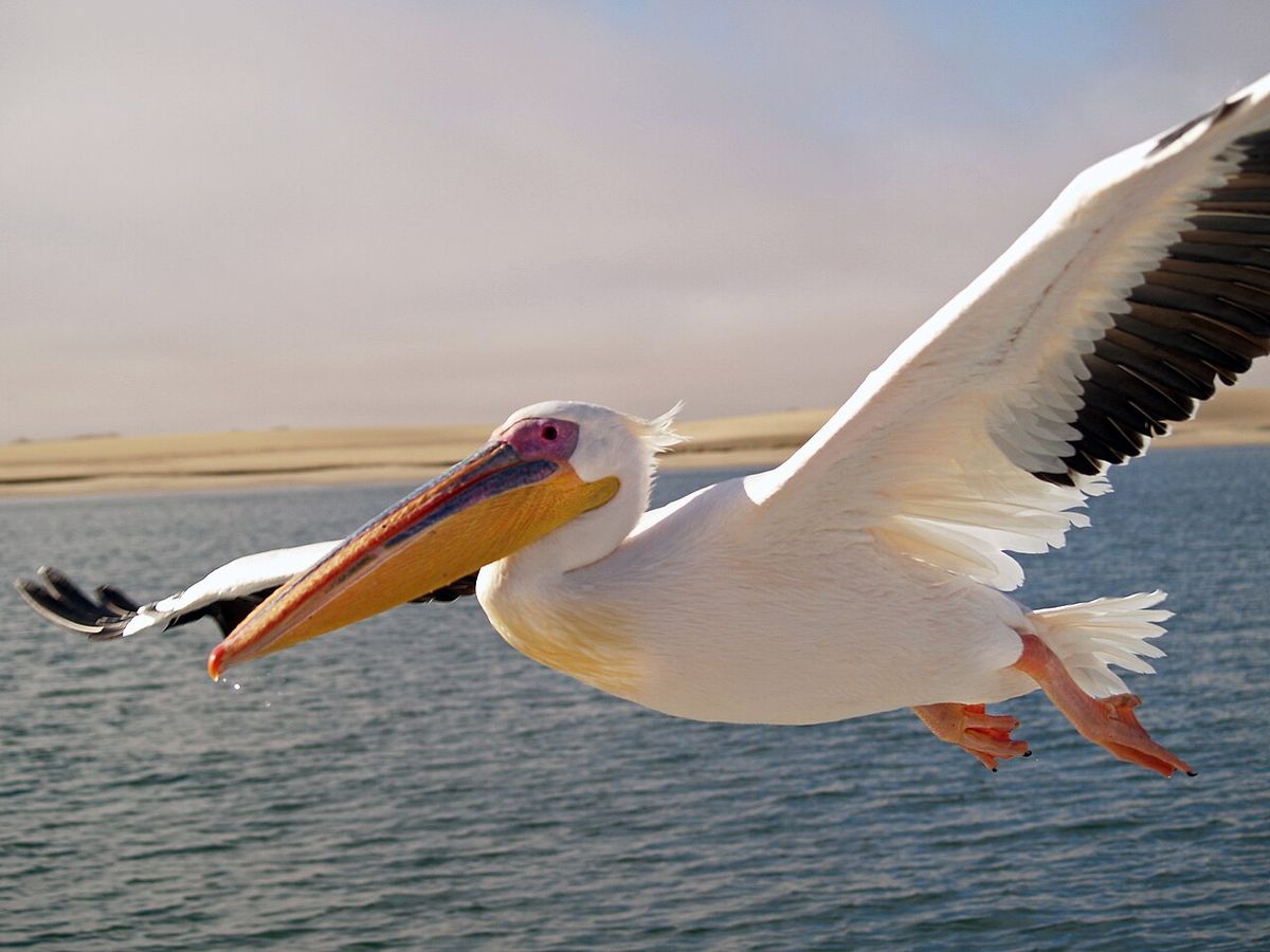 Pelican behavior and feeding ecology