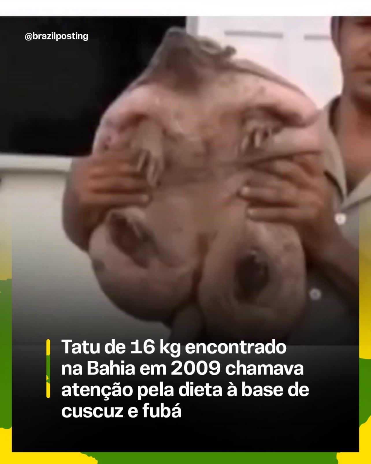 Tatu-peba de 16 kg apreendido na Bahia em 2009 era engordado com galinha e fubá, não com cuscuz