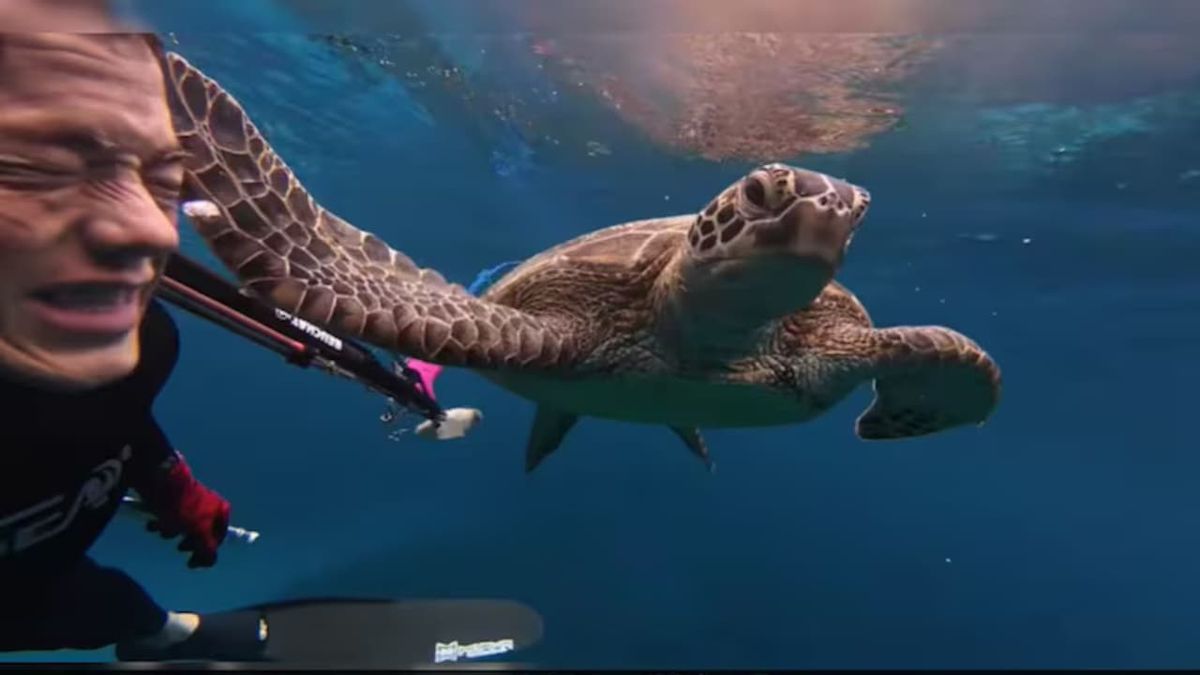 Viral Video: Scuba Diver Gets a Tight Slap From a Turtle, Here's Why