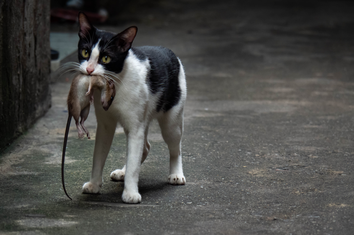 Gato come rato: veja os riscos e o que fazer nessa situação